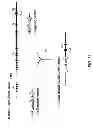 Fig. 41 - Humanized light chain mice