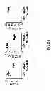 Fig. 52 - Humanized light chain mice
