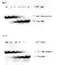 Fig. 06 - Gemini virus replication inhibitor