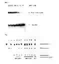 Fig. 07 - Gemini virus replication inhibitor