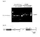 Fig. 09 - Gemini virus replication inhibitor