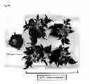Fig. 16 - Gemini virus replication inhibitor