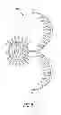 Fig. 06 - Double hair clip and method of use