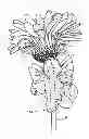 Fig. 01 - ORNAMENT FOR PLANT