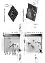 Fig. 09 - Quantitative phase microscopy for label-free high-contrast cell imaging