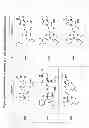 Fig. 22 - Substituted nucleotide analogs