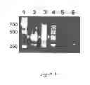 Fig. 07 - Method of preventing or treating influenza A viral infection using cloned DI influenza A viral particles