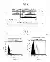 Fig. 02 - Substance specific to human PD-1