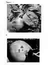 Fig. 02 - Micro-organisms controlling plant pathogens