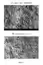 Fig. 03 - METHOD FOR PREPARING BIOMEDICAL METAL ALLOY MATERIAL WITH MULTI-DRUG DELIVERY SYSTEM