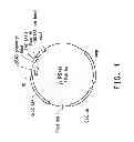 Fig. 02 - Fusion peptides comprising multi-functional peptidic solubility tags for efficient production, processing and surface applications