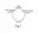 Fig. 02 - Method and medicament for inhibiting the expression of a given gene