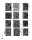 Fig. 03 - METHOD FOR PRODUCING SOFTENED PLANT MATERIAL
