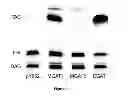Fig. 07 - Processes for producing hydrocarbon products