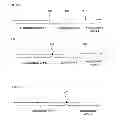 Fig. 09 - Manufacturing method of a semiconductor device and method for creating a layout thereof