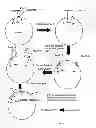 Fig. 05 - Method for sequencing a polynucleotide template