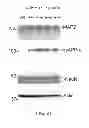 Fig. 22 - SAPP-ALPHA AS A BIOMARKER FOR PREDICTION OF INFLAMMATORY AND AUTOIMMUNE-RELATED DISORDERS