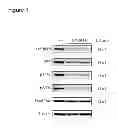 Fig. 02 - COMPOUNDS THAT INHIBIT TAU PHOSPHORYLATION