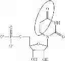 Fig. 83 - METHODS OF INCREASING THE VIABILITY OR LONGEVITY OF AN ORGAN OR ORGAN EXPLANT