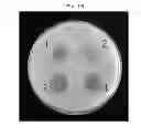 Fig. 14 - Cloning and base sequence determination of novel iturin biosynthesis gene from antagonistic microorganism and characteristics of the gene
