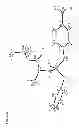 Fig. 22 - Nucleoside phosphoramidates
