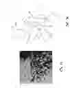 Fig. 06 - Nanowire catalysts and methods for their use and preparation