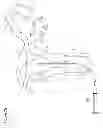 Fig. 09 - Recovery and processing of human embryos formed in vivo