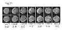 Fig. 33 - Imaging and evaluating embryos, oocytes, and stem cells
