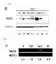 Fig. 07 - Screening method for anticancer drugs