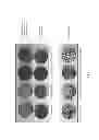 Fig. 03 - Roofing granules comprising base particles that are sintered and have an initial reflectance of at least 0.25