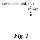 Fig. 02 - POROUS MEMBRANES HAVING A POLYMERIC COATING AND METHODS FOR THEIR PREPARATION AND USE