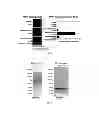 Fig. 03 - Neurotoxic target for amylospheroid, method and material for reducing the neurotoxicity of amylospheroid, and use thereof