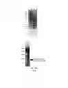 Fig. 05 - Neurotoxic target for amylospheroid, method and material for reducing the neurotoxicity of amylospheroid, and use thereof
