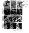 Fig. 07 - Nanocell Drug Delivery System