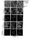 Fig. 08 - Nanocell Drug Delivery System