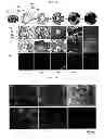 Fig. 03 - METHOD OF MANUFACTURING A SCAFFOLD FOR TISSUE ENGINEERING OR REPAIR