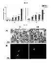 Fig. 08 - METHOD OF MANUFACTURING A SCAFFOLD FOR TISSUE ENGINEERING OR REPAIR