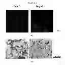 Fig. 23 - METHOD OF MANUFACTURING A SCAFFOLD FOR TISSUE ENGINEERING OR REPAIR