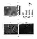 Fig. 24 - METHOD OF MANUFACTURING A SCAFFOLD FOR TISSUE ENGINEERING OR REPAIR