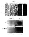 Fig. 31 - METHOD OF MANUFACTURING A SCAFFOLD FOR TISSUE ENGINEERING OR REPAIR