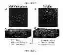 Fig. 22 - Optically sensitive cell network