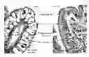 Fig. 01 - Maturation of gastrointestinal tract