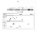 Fig. 03 - Compositions and methods of treating head and neck cancer