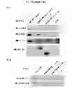 Fig. 06 - Cancer methods