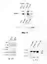 Fig. 03 - Antibodies which bind type I cannabinoid receptor/angiotensis II receptor heteromers
