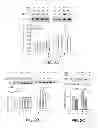 Fig. 04 - Antibodies which bind type I cannabinoid receptor/angiotensis II receptor heteromers
