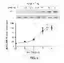 Fig. 09 - Antibodies which bind type I cannabinoid receptor/angiotensis II receptor heteromers