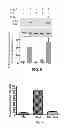 Fig. 10 - Antibodies which bind type I cannabinoid receptor/angiotensis II receptor heteromers
