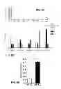 Fig. 12 - Antibodies which bind type I cannabinoid receptor/angiotensis II receptor heteromers