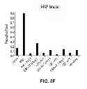 Fig. 13 - Antibodies which bind type I cannabinoid receptor/angiotensis II receptor heteromers